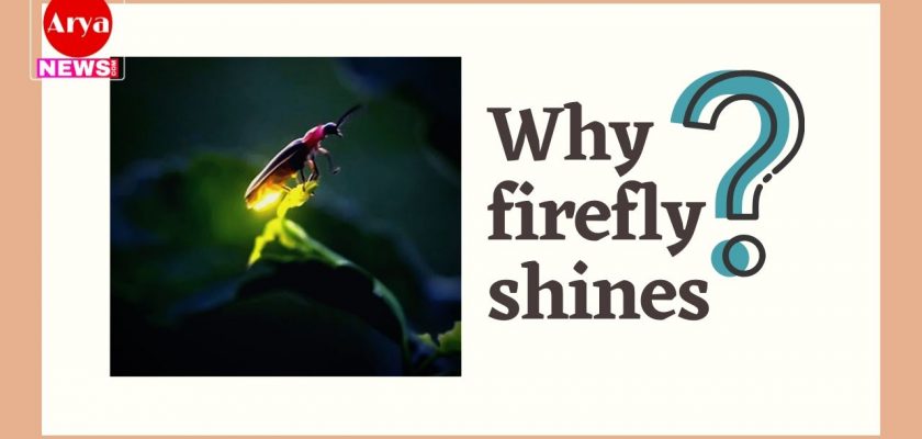Why firefly shines?
